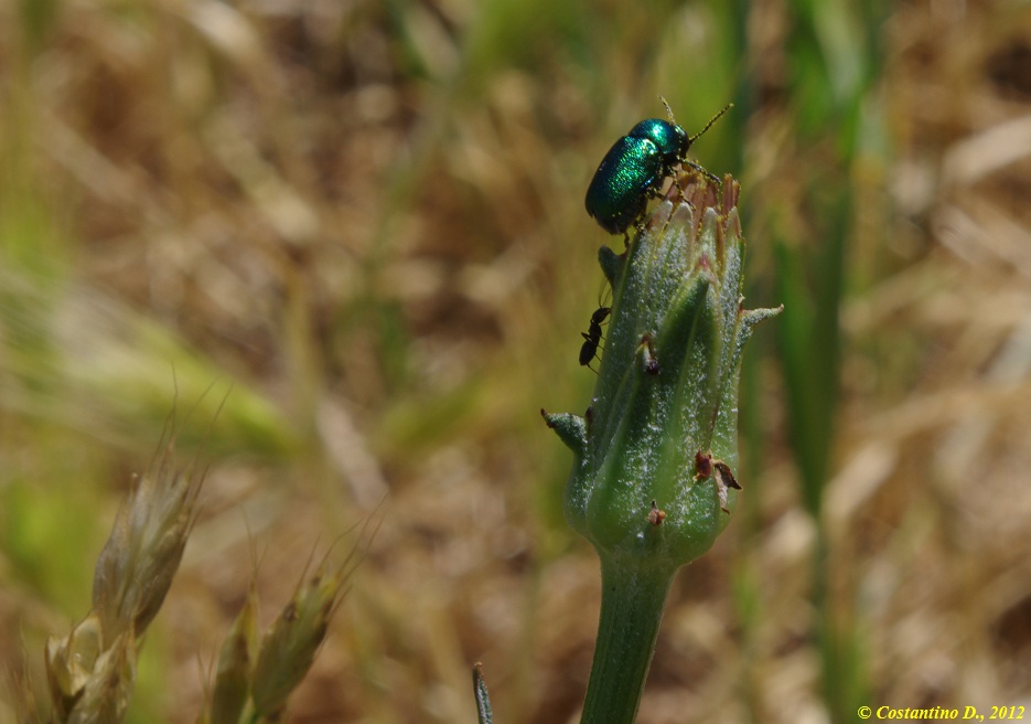 Cryptocephalus aureolus